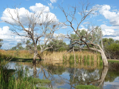 Lagoon Creek - Broome Tourism 0