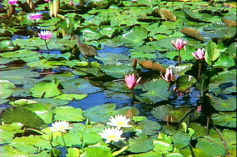 Mt Coot-tha Tourist Drive - Broome Tourism 1