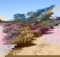 Reynoldson's Flora Reserve - Broome Tourism