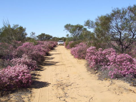 Reynoldson's Flora Reserve - Broome Tourism 0