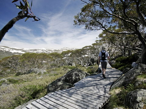 Snow Gums Boardwalk - Broome Tourism 0