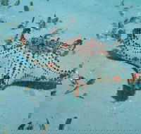 The Pines Dive Site - Broome Tourism
