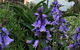 The Beach Bible Garden - thumb 1