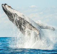 Premier Whale Watching Byron Bay - Broome Tourism