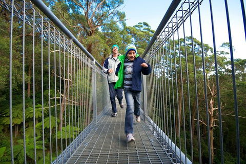 Illawarra Fly Treetop Adventures Treetop Walk Admission Ticket - Broome Tourism 7