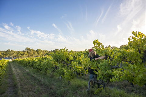 Mclaren Vale - Broome Tourism 0