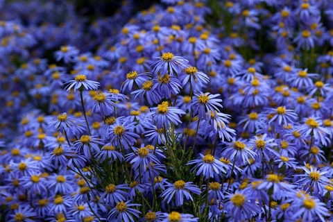 Blue Mountains Botanic Garden And Bilpin Tour From Katoomba With Cider Tasting - Broome Tourism 3