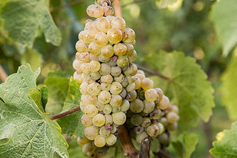 Bathurst Wine Trail Full-Day Private Tour With Tastings - Broome Tourism 8