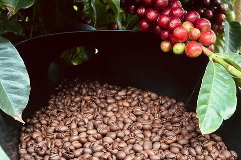 Coffee Farm Tour And Workshop, Byron Bay Hinterland - Broome Tourism 1