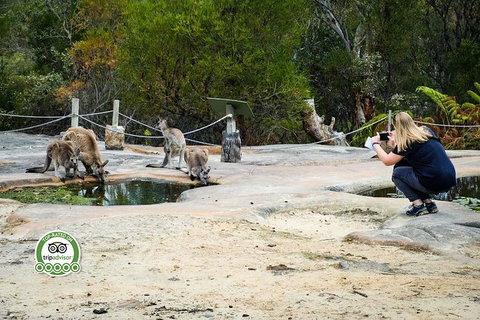 Australian Pearl Experience & Kangaroo Encounter Day Trip From Sydney - Broome Tourism 4