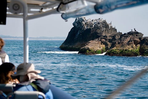Julian Rocks Byron Bay Cruise - Broome Tourism 20