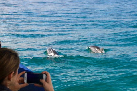 Julian Rocks Byron Bay Cruise - Broome Tourism 9