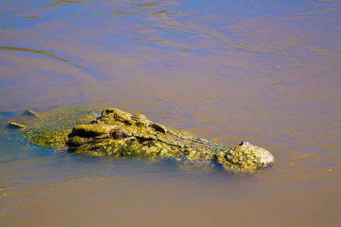 Jumping Crocs & Nature Adventure Cruise From Darwin - Broome Tourism 9