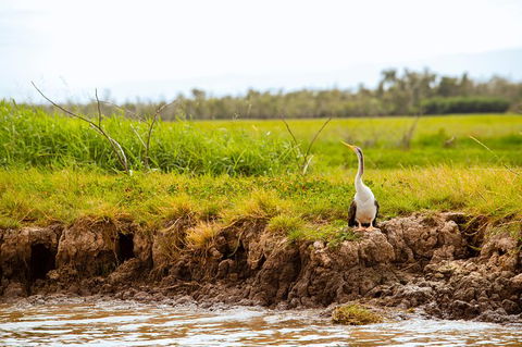Jumping Crocs & Nature Adventure Cruise From Darwin - Broome Tourism 4