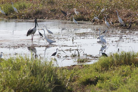 Jumping Crocs & Nature Adventure Cruise From Darwin - Broome Tourism 7