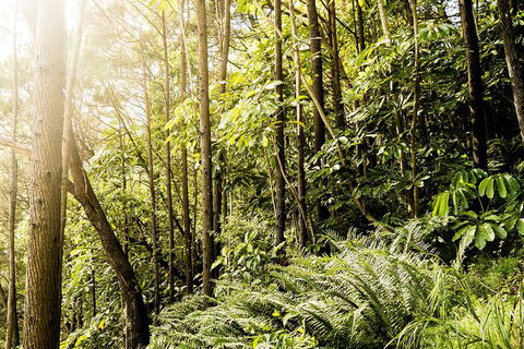 Everglades Eco Safari To Australia\'s Everglades - Broome Tourism 12