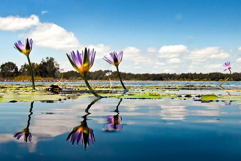 Everglades Eco Safari To Australia\'s Everglades - Broome Tourism 11