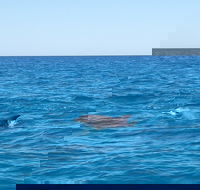 Noosa Wild Dolphin Safari - Broome Tourism