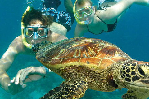 8-Day Cairns Tour: Great Barrier Reef, Kuranda, Daintree Rainforest - Broome Tourism 2