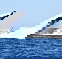 Noosa Whale Watching - Broome Tourism