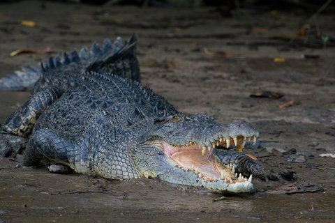 Daintree Afternoon Nocturnal Nature And Wildlife Tour - Broome Tourism 4