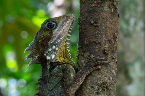 Daintree Afternoon Nocturnal Nature And Wildlife Tour - Broome Tourism 1