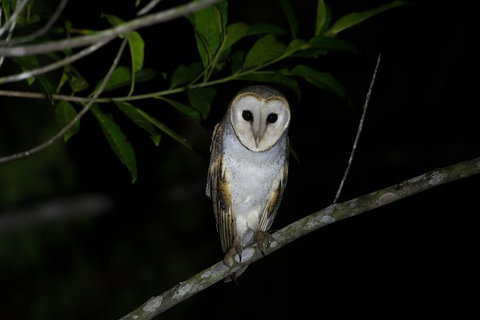 Daintree Afternoon Nocturnal Nature And Wildlife Tour - Broome Tourism 10