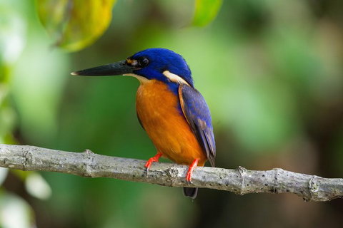 Daintree Afternoon Nocturnal Nature And Wildlife Tour - Broome Tourism 2