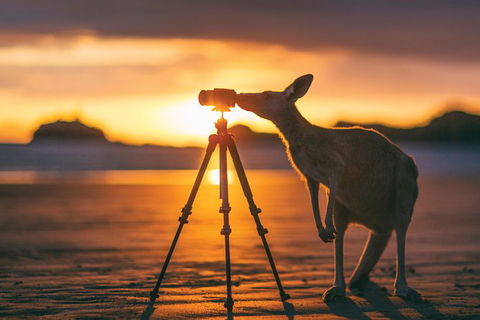 Wildlife Tour - Kangaroos On The Beach At Sunrise - Broome Tourism 2