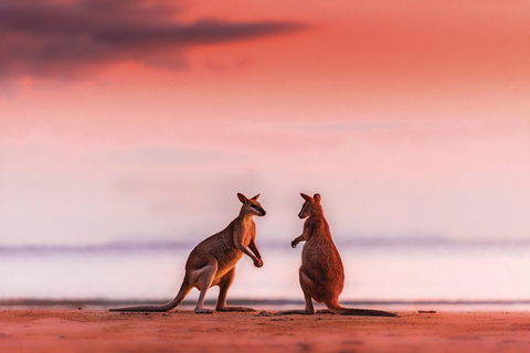 Wildlife Tour - Kangaroos On The Beach At Sunrise - Broome Tourism 0