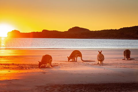 Wildlife Tour - Kangaroos On The Beach At Sunrise - Broome Tourism 13