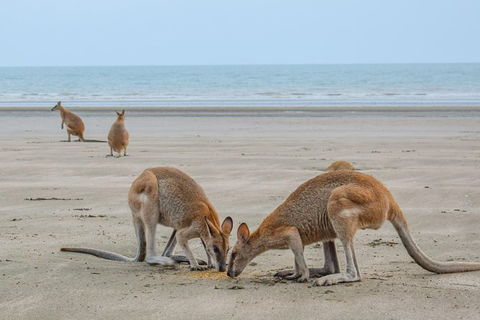 Wildlife Tour - Kangaroos On The Beach At Sunrise - Broome Tourism 3