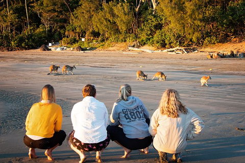 Wildlife Tour - Kangaroos On The Beach At Sunrise - Broome Tourism 12