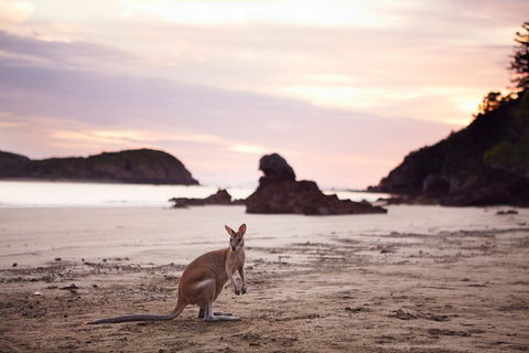 Wildlife Tour - Kangaroos On The Beach At Sunrise - Broome Tourism 8