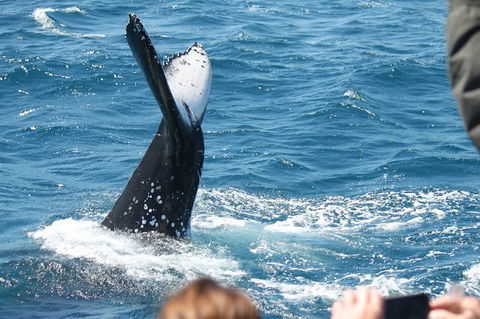 Half-Day Whale Watching In Urangan - Broome Tourism 2