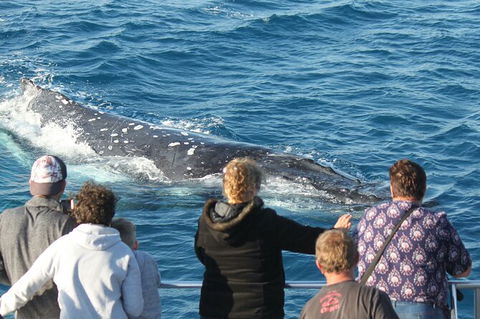 Half-Day Whale Watching In Urangan - Broome Tourism 5
