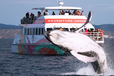 Half-Day Whale Watching In Urangan - Broome Tourism 0