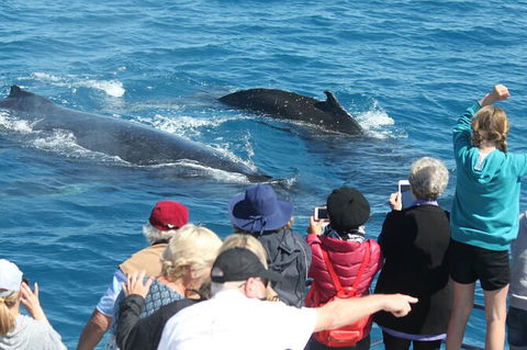 Half-Day Whale Watching In Urangan - Broome Tourism 4