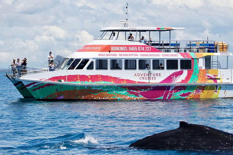 Half-Day Whale Watching In Urangan - Broome Tourism 1