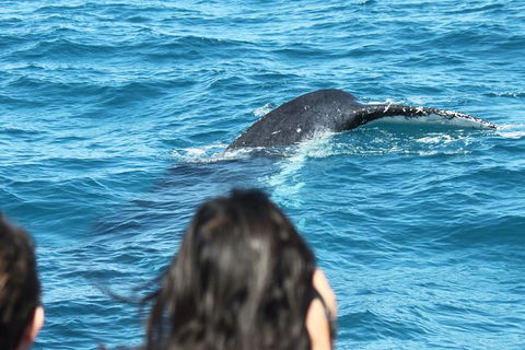 Half-Day Whale Watching In Urangan - Broome Tourism 7