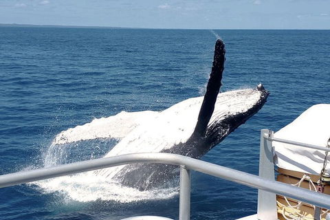 Half-Day Whale Watching In Urangan - Broome Tourism 3