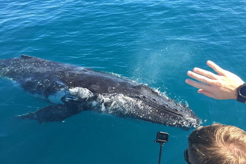 Half-Day Whale Watching In Urangan - Broome Tourism 6