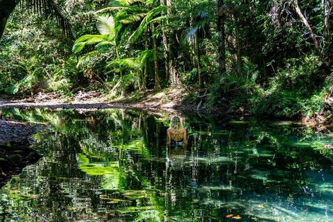 Port Douglas Daintree National Park Boutique Full-Day Tour - Broome Tourism 4