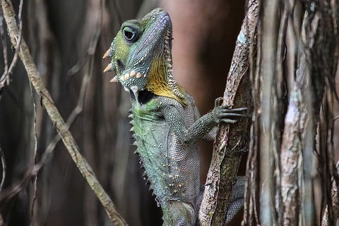 Mossman Gorge Adventure Day - Broome Tourism 3