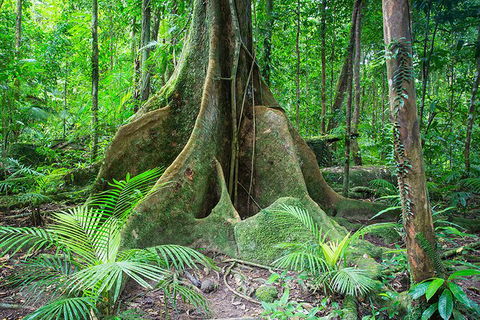 Mossman Gorge Adventure Day - Broome Tourism 1
