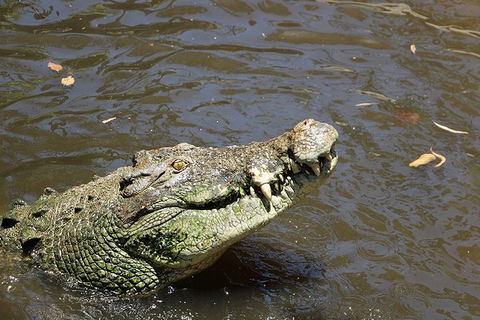 Virtual Interactive Australian Wildlife Tour With Private Guide-Wildlife Habitat - Broome Tourism 2