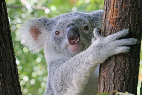 Virtual Interactive Australian Wildlife Tour With Private Guide-Wildlife Habitat - Broome Tourism 0