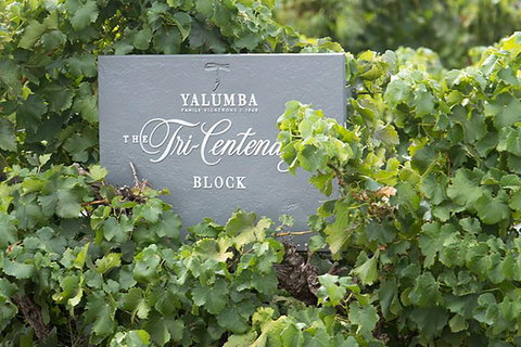 Yalumba Nursery & Grenache Discovery Tour + Platter Lunch - Broome Tourism 0