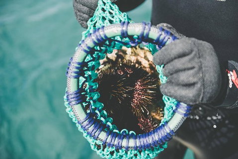 Deep-to-Dish: Tasmanian Seafood Experience - Morning Tour - Broome Tourism 6