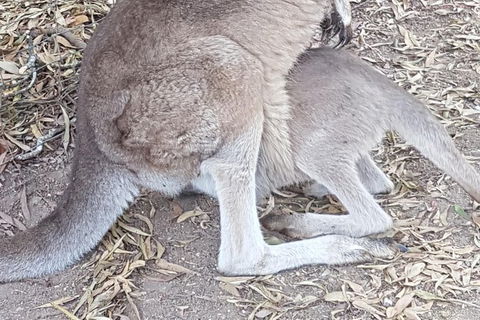 Shore Excursion: Coast, Caves And Wildlife Park - 8 Hour Tour - Broome Tourism 19